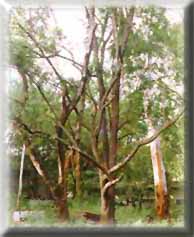 Sandalwood tree