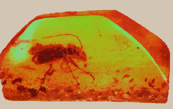 amber resin