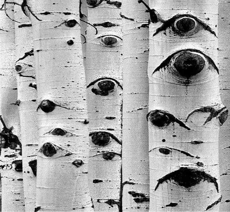 Sweet Birch trees