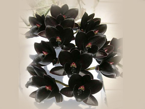 black orchid flower