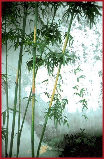 rainy, misty bamboo forest