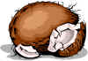 coconuts