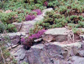 heather