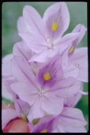 hyacinth flowers