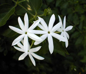 star jasmine flowers
