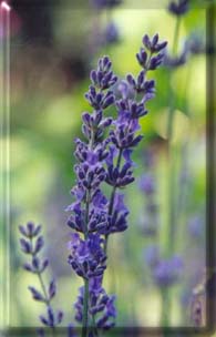 lavender flowers
