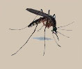mosquito