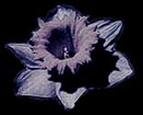 narcissus flower