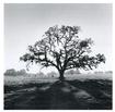 a mighty oak tree