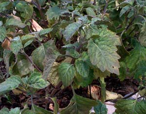 patchouli leaves