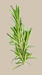 Rosemary