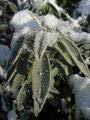 Spanish Sage