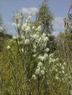 Tea Tree