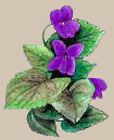 violets