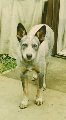 Shadow at 4 months